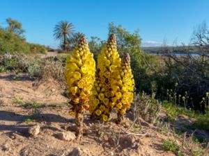 Cistanche phelipaea