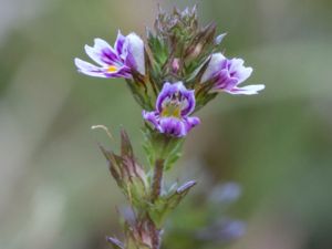 Euphrasia micrantha - Northern Eyebright - Ljungögontröst