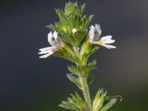 Euphrasia nemorosa - American Eyebright - Grå ögontröst