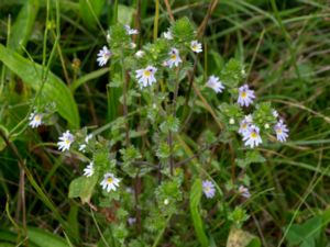 Euphrasia stricta - Drug Eyebright - Lila ögontröst