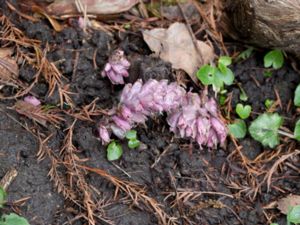 Lathraea squamaria - Toothwort - Vätteros