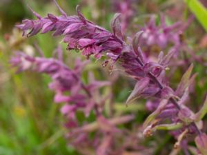 Odontites litoralis - Red Bartsia - Strandrödtoppa