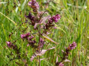 Odontites vulgaris - Red Odontites - Gatrödtoppa