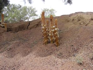 Orobanche crenata - Bean Broomrape - Praktsnyltrot