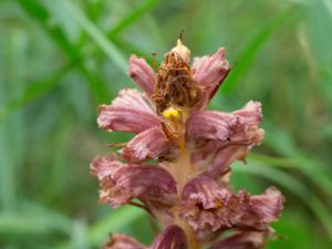 Orobanche elatior - Knapweed Broomrape - Klintsnyltrot