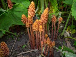 Orobanche flava - Butterbur Broomrape - Skråpsnyltrot