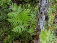 Osmunda regalis Bökenäs, Immeln, Kristianstad, Skåne, Sweden 20150820_0124