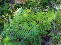 Osmunda regalis Bökenäs, Immeln, Kristianstad, Skåne, Sweden 20150820_0125