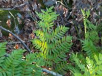 Osmunda regalis Bökenäs, Immeln, Kristianstad, Skåne, Sweden 20150820_0127