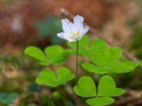 Oxalis acetosella Holmeja, Svedala, Skåne, Sweden 20130511-61