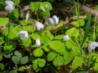 Oxalis acetosella Holmeja, Svedala, Skåne, Sweden 20150502_0038