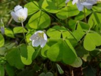 Oxalis acetosella Holmeja, Svedala, Skåne, Sweden 20150502_0040