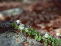 Oxalis acetosella Hult, Asige, Falkenberg 19800407_28