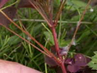 Oxalis conrniculata Ulricedal, Malmö, Skåne, Sweden 20210727_0155