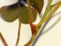 Oxalis corniculata Borgarskolan, Malmö, Skåne, Sweden 20180815_0001