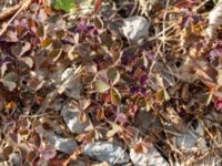 Oxalis corniculata Geologiska trädgården, Degerhamn, Mörbylånga, Öland, Sweden 20180810_0153