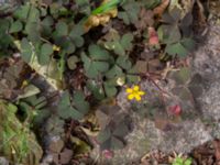 Oxalis corniculata Mellan hus 93 och 95, Potatisåkern, Malmö, Skåne, Sweden 20220625_0003