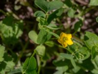 Oxalis corniculata Sliparebacken, Lund, Skåne, Sweden 20190623_0092