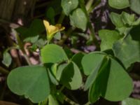 Oxalis corniculata Sliparebacken, Lund, Skåne, Sweden 20190623_0094