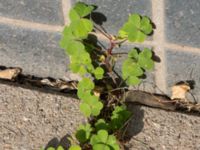 Oxalis dillenii Ahlmansgatan, Malmö, Skåne, Sweden 20160923_0001