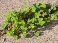 Oxalis dillenii Ahlmansgatan, Malmö, Skåne, Sweden 20160923_0003