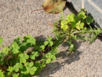 Oxalis dillenii Ahlmansgatan, Malmö, Skåne, Sweden 20160923_0004