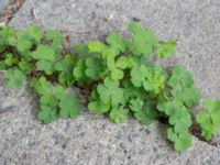 Oxalis dillenii Ahlmansgatan, Malmö, Skåne, Sweden 20160923_0005