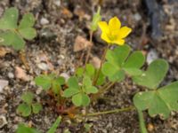 Oxalis stricta Lokstallarna, Malmö, Skåne, Sweden 20160922_0034