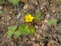 Oxalis stricta Lokstallarna, Malmö, Skåne, Sweden 20160922_0040