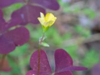 Oxalis stricta Möllegårdsvägen, Arrie, Vellinge, Skåne, Sweden 20240626_0036