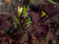 Oxalis stricta Ulricedal, Malmö, Skåne, Sweden 20190730_0012