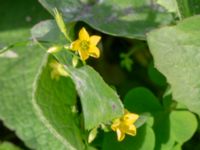 Oxalis stricta Utkast, Norra Friluftsstaden, Malmö, Skåne, Sweden 20180917_0007