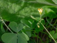 Oxalis stricta Utkast, Norra Friluftsstaden, Malmö, Skåne, Sweden 20180917_0008