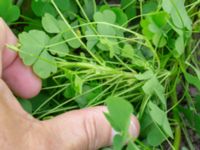 Oxalis stricta Utkast, Norra Friluftsstaden, Malmö, Skåne, Sweden 20180917_0010