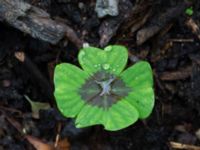 Oxalis tetraphylla Katrinetorp, Malmö, Skåne, Sweden 20170827_0036