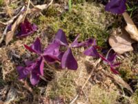 Oxalis triangularis Botaniska trädgården, Lund, Skåne, Sweden 20180629_0034