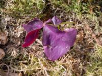 Oxalis triangularis Botaniska trädgården, Lund, Skåne, Sweden 20180629_0035