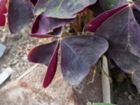 Oxalis triangularis Jordhögar S grodreservatet, Norra hamnen, Malmö, Skåne, Sweden 20160822_0031