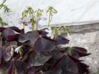 Oxalis triangularis Jordhögar S grodreservatet, Norra hamnen, Malmö, Skåne, Sweden 20160822_0032