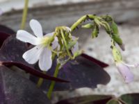 Oxalis triangularis Jordhögar S grodreservatet, Norra hamnen, Malmö, Skåne, Sweden 20160822_0033