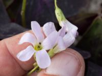 Oxalis triangularis Jordhögar S grodreservatet, Norra hamnen, Malmö, Skåne, Sweden 20160822_0034