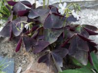 Oxalis triangularis Jordhögar S grodreservatet, Norra hamnen, Malmö, Skåne, Sweden 20160822_0035