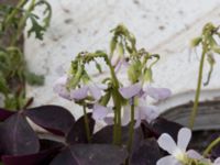 Oxalis triangularis Jordhögar S grodreservatet, Norra hamnen, Malmö, Skåne, Sweden 20160822_0036