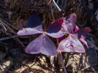 Oxalis triangularis Sliparebacken, Lund, Skåne, Sweden 20190623_0082