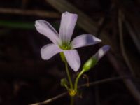 Oxalis triangularis Sliparebacken, Lund, Skåne, Sweden 20190623_0107