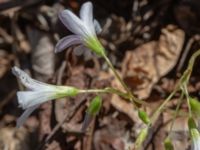 Oxalis triangularis Sliparebacken, Lund, Skåne, Sweden 20190623_0108