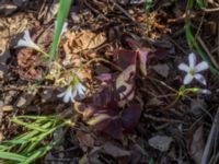 Oxalis triangularis Sliparebacken, Lund, Skåne, Sweden 20190623_0109