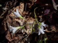 Oxalis triangularis Sliparebacken, Lund, Skåne, Sweden 20190623_0110