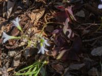 Oxalis triangularis Sliparebacken, Lund, Skåne, Sweden 20190623_0111