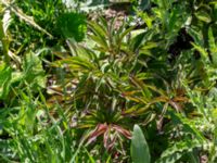 Paeonia lactiflora Borgeby reningsverk, Lomma, Skåne, Sweden 20190602_0242